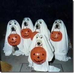 lustiges halloween bild